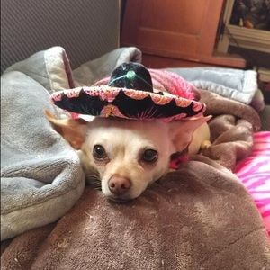 Meet your Posher, Nayla!